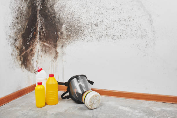 Best Mold Removal Process  in Bethlehem Village, CT