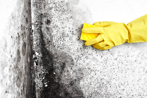 Best Local Mold Removal Service  in Bethlehem Village, CT
