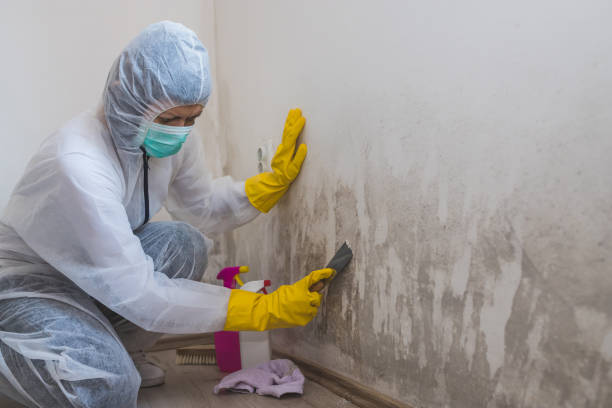 Best Mold Damage Repair  in Bethlehem Village, CT