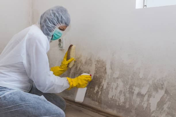Best Local Mold Removal Service  in Bethlehem Village, CT