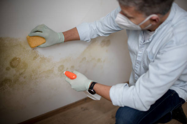 Best Crawl Space Mold Removal  in Bethlehem Village, CT