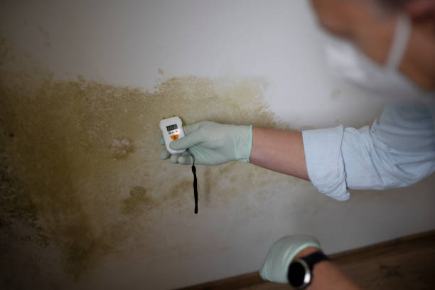 Best Mold Cleaning Services  in Bethlehem Village, CT