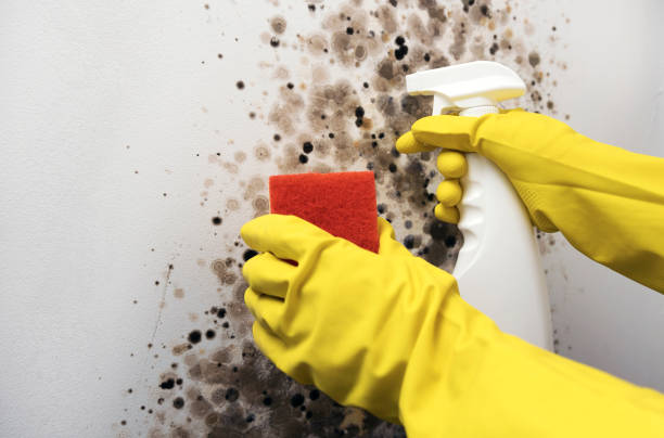 Best Same-Day Mold Removal  in Bethlehem Village, CT
