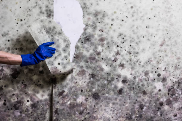 Best Affordable Mold Removal  in Bethlehem Village, CT