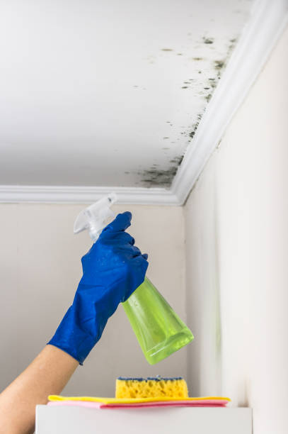 Best Fast Mold Removal  in Bethlehem Village, CT